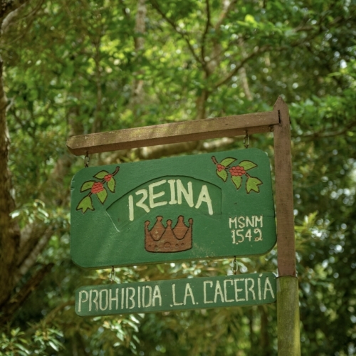 Panama Geisha La Reina Natural